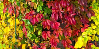 Мои сорта девичьего винограда — декоративные и послушные