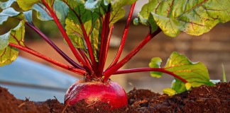Многие культуры чувствительны к повышенной кислотности почвы