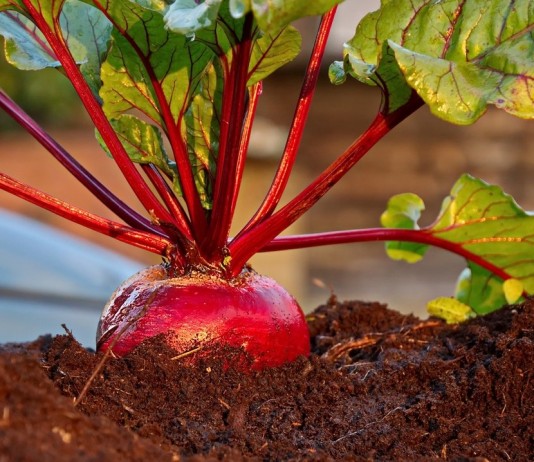 Многие культуры чувствительны к повышенной кислотности почвы