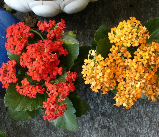 Чем подкормить Каланхоэ? - НПО «Сила жизни» Каланхоэ