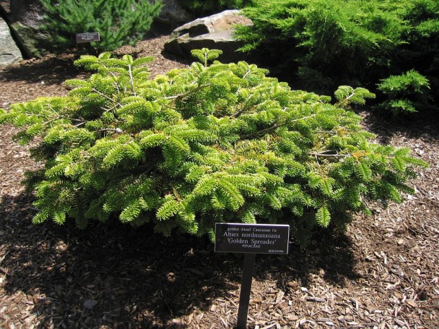 Пихта Нордмана (Abies nordmanniana )