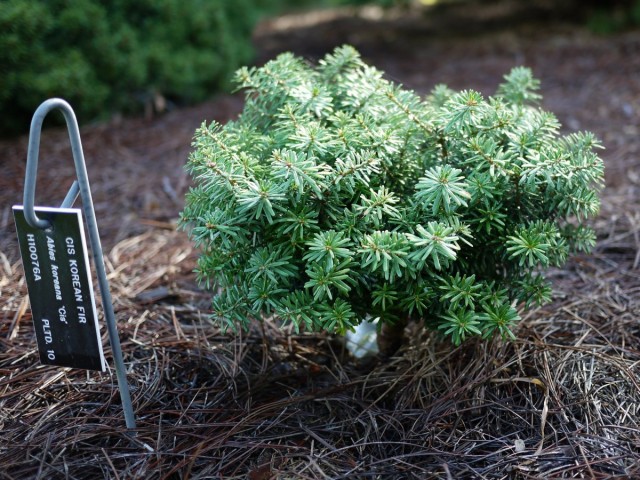 Пихта корейская (Abies koreana) Пихта корейская (Abies koreana)