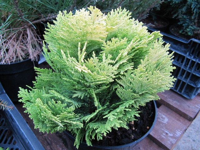 Кипарисовик Лавсона (Chamaecyparis lawsoniana) Кипарисовик Лавсона (Chamaecyparis lawsoniana)
