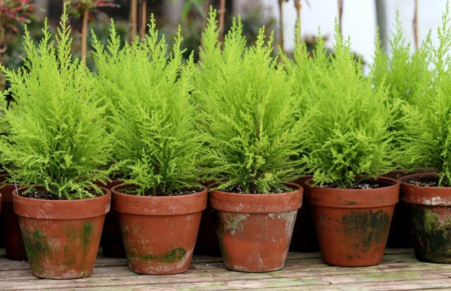 Кипарис (Cupressus) Кипарис (Cupressus)