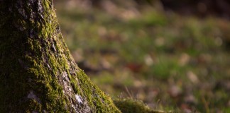 Мох на деревьях — польза, вред, методы профилактики и борьбы