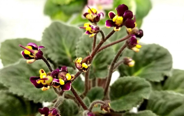 Сенполия «Ботаника» (Botanica) Сенполия «Ботаника» (Botanica)