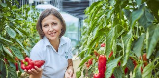 Ежедневное употребление в пищу всего нескольких плодов перца способно удовлетворить суточную потребность в основных витаминах