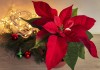 Пуансеттия — главное комнатное растение зимы Пуансеттия, или Молочай прекраснейший