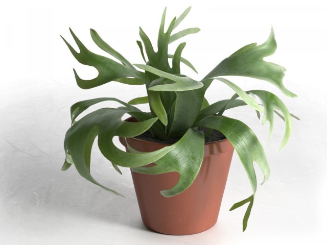 Платицериум двувильчатый (Platycerium bifurcatum) Платицериум двувильчатый (Platycerium bifurcatum)