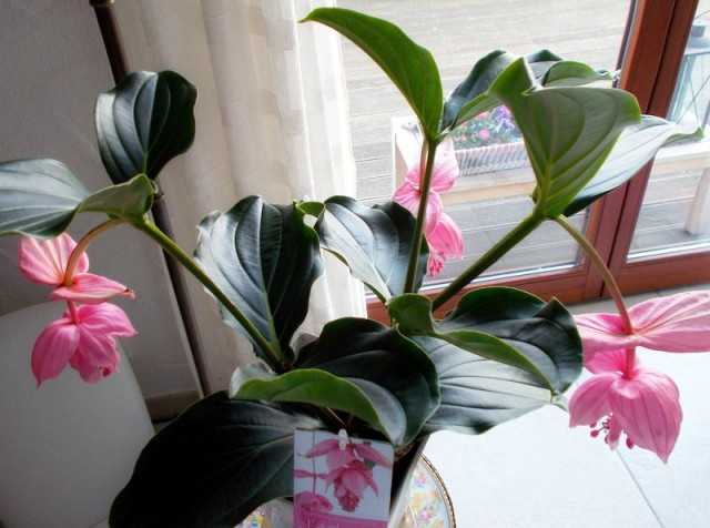 Мединилла великолепная (Medinilla magnifica) Мединилла великолепная (Medinilla magnifica)