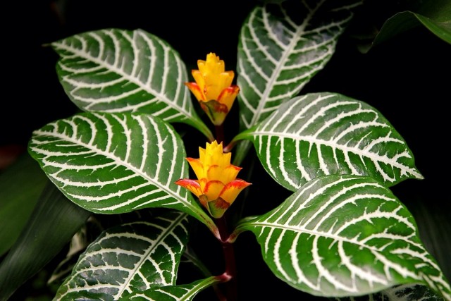 Афеландра оттопыренная (Aphelandra squarrosa) Афеландра оттопыренная (Aphelandra squarrosa)