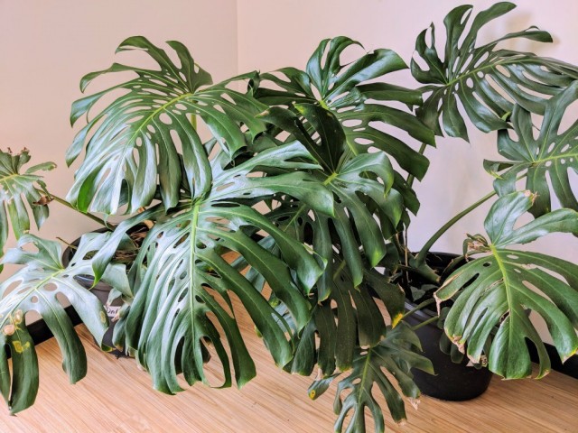 Монстера прелестная (Monstera deliciosa) Монстера прелестная (Monstera deliciosa)