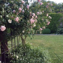 Розы в саду