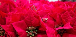 Пуансеттия – Рождественская или Вифлеемская звезда