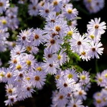 Симфиотрихум кустарниковый, или Астра кустарниковая (Symphyotrichum dumosum) Симфиотрихум кустарниковый, или Астра кустарниковая (Symphyotrichum dumosum)