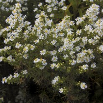 Симфиотрихум вересковый, или Астра вересковая (Symphyotrichum ericoides) Симфиотрихум вересковый, или Астра вересковая (Symphyotrichum ericoides)