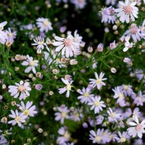 Симфиотрихум сердцелистный, или Астра сердцелистная (Symphyotrichum cordifolium) Симфиотрихум сердцелистный, или Астра сердцелистная (Symphyotrichum cordifolium)