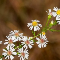 Симфиотрихум растопыренный, или Астра растопыренная (Symphyotrichum divaricatum) Симфиотрихум растопыренный, или Астра растопыренная (синоним - симфиотрихум щитковидный, Symphyotrichum divaricatum)