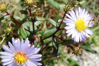 Симфиотрихум пунцовый, или Астра пунцовая (Symphyotrichum puniceum) Симфиотрихум пунцовый, или Астра пунцовая (Symphyotrichum puniceum)