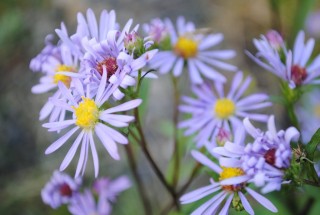 Симфиотрихум голый, или Астра голая (Symphyotrichum laeve) Симфиотрихум голый, или Астра голая (Symphyotrichum laeve)