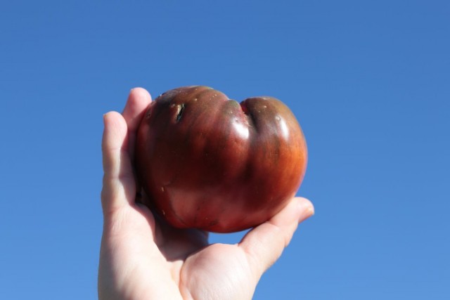 Сорт томатов «Черное сердце Бреда». 