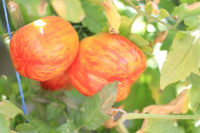 Сорт томатов «Полосатый пустотелый»