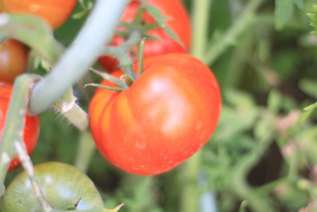 Сорт томатов «Голубая ель»