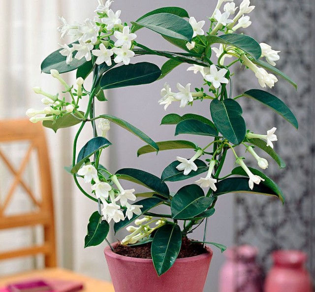 Стефанотис обильноцветущий (Stephanotis floribunda) Стефанотис обильноцветущий (Stephanotis floribunda)