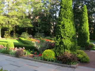 Туя западная «Смарагд» (Thuja occidentalis 'Smaragd') Туя западная «Смарагд» (Thuja occidentalis 'Smaragd')
