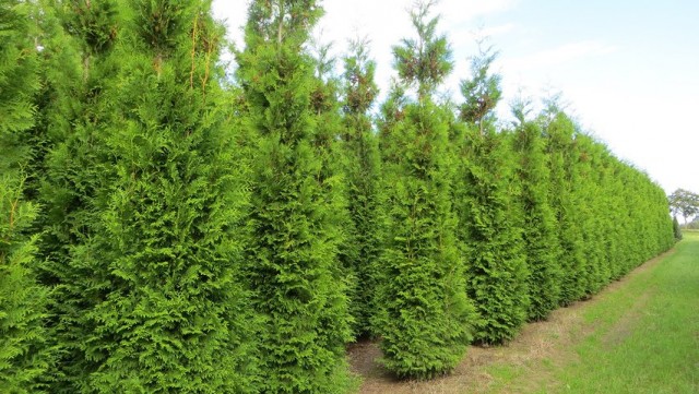 Туя западная «Брабант» (Thuja occidentalis brabant) Туя западная «Брабант» (Thuja occidentalis brabant)