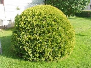 Туя западная «Голден Глоб» (Thuja occidentalis 'Golden Globe') Туя западная «Голден Глоб» (Thuja occidentalis 'Golden Globe')