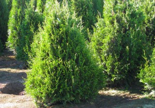 Туя складчатая «Кан-кан» (Thuja plicata 'Can-can') Туя складчатая «Кан-кан» (Thuja plicata 'Can-can')