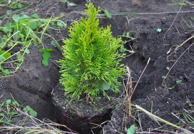 Высаживать туи с закрытой корневой системой можно и летом, но лучше не затягивать и посадить растения до наступления жары
