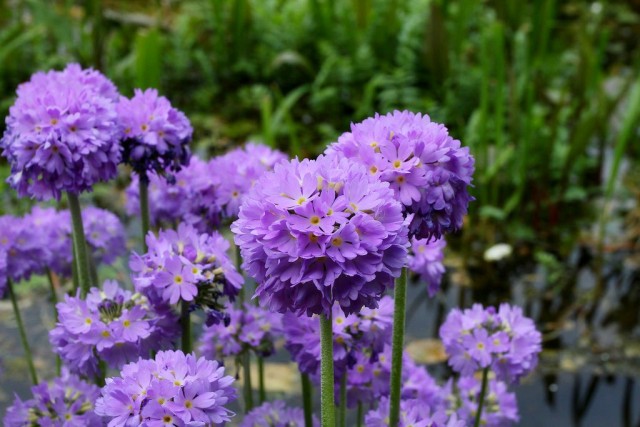 Примула мелкозубчатая (Primula denticulata)