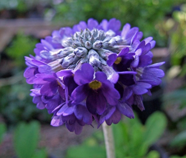 Примула головчатая (Primula capitata)