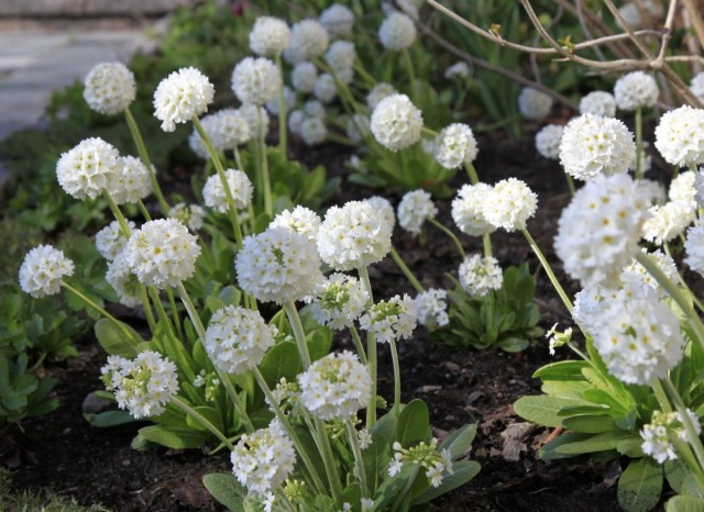 Примула мелкозубчатая (Primula denticulata) Альба