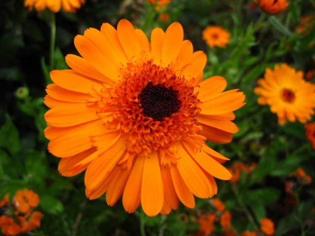 Календула лекарственная (Calendula officinalis) Календула лекарственная (Calendula officinalis)