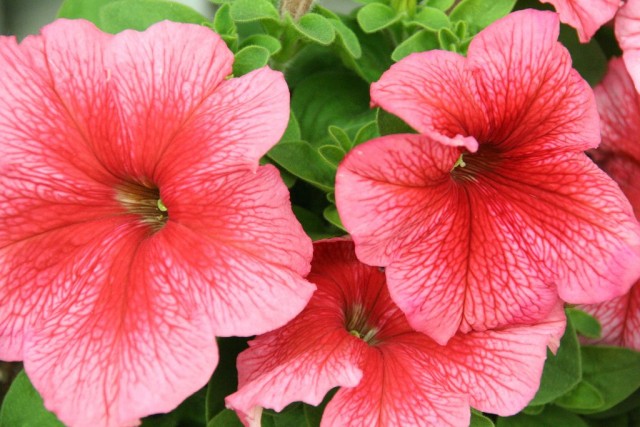 Петуния (Petunia) Петуния (Petunia)