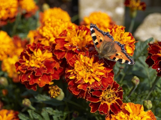 Бархатцы (Tagetes) Бархатцы (Tagetes)