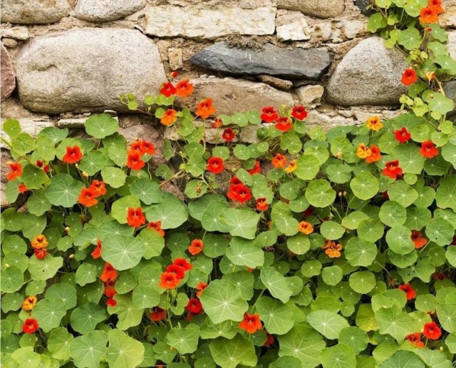 Настурция (Tropaeolum) Настурция (Tropaeolum)
