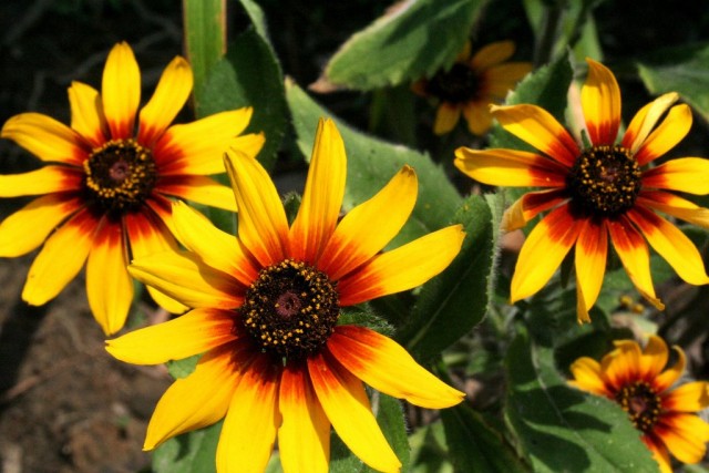 Рудбекия (Rudbeckia) Рудбекия (Rudbeckia)