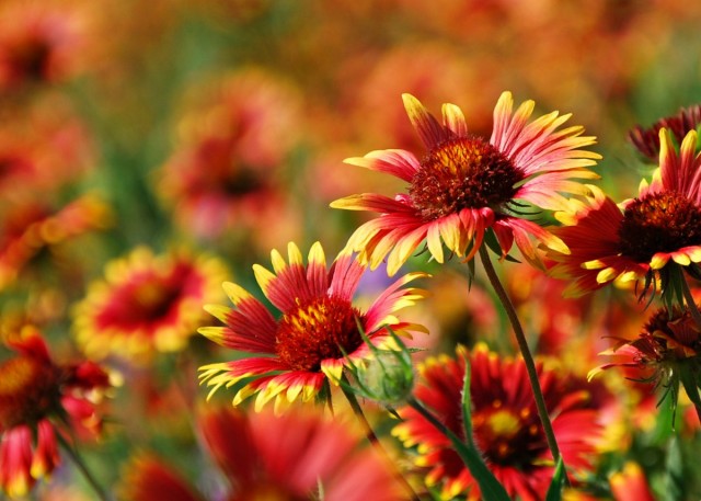 Гайлардия (Gaillardia) Гайлардия (Gaillardia)