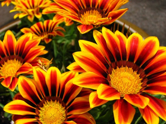 Газания (Gazania) Газания (Gazania)