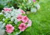 10 самых надёжных однолетних цветов для вашего сада