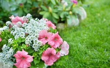 10 самых надёжных однолетних цветов для вашего сада