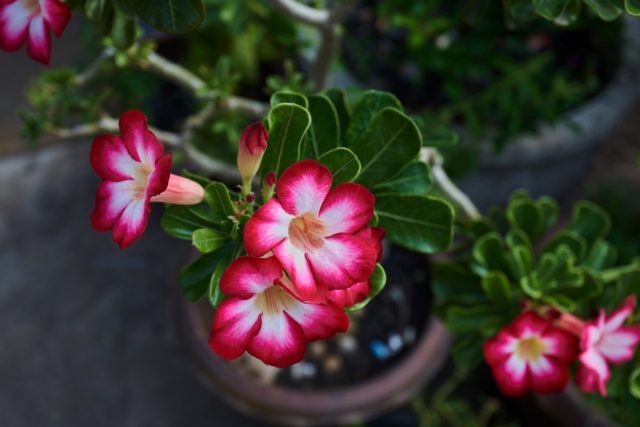 Адениум (Adenium) Адениум (Adenium)