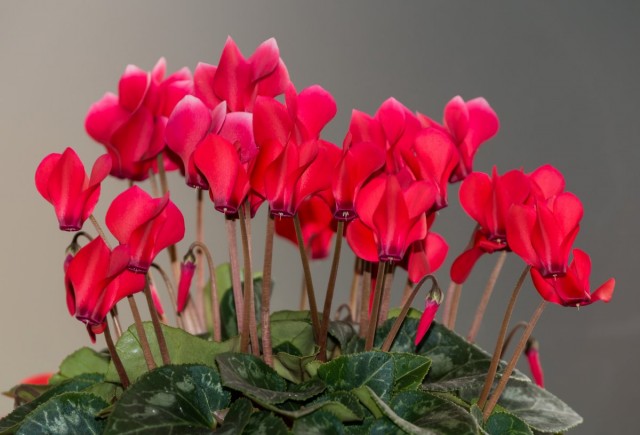 Цикламен (Cyclamen) Цикламен (Cyclamen)