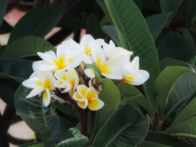Плюмерия (Plumeria)