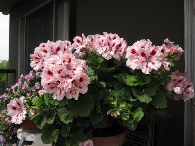 Пеларгония (Pelargonium) Пеларгония (Pelargonium)