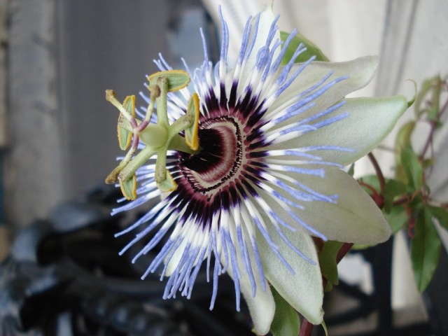 Пассифлора (Passiflora) Пассифлора (Passiflora)
